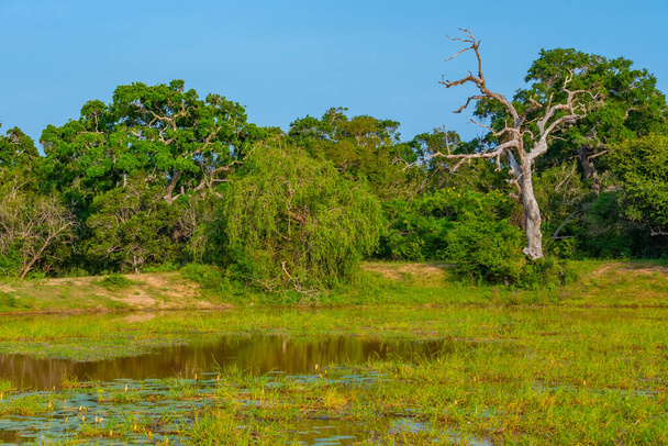 Marshes at Yala national park in Sri Lanka. - Fotó, kép