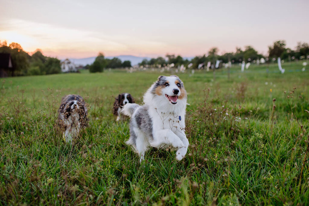 Portrait of three border collies running outdoor in the meadow. - Photo, Image