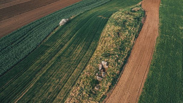 Aerial shot of uneven bumpy agricultural field with common wheat crop seedling, high angle view from drone pov - 写真・画像