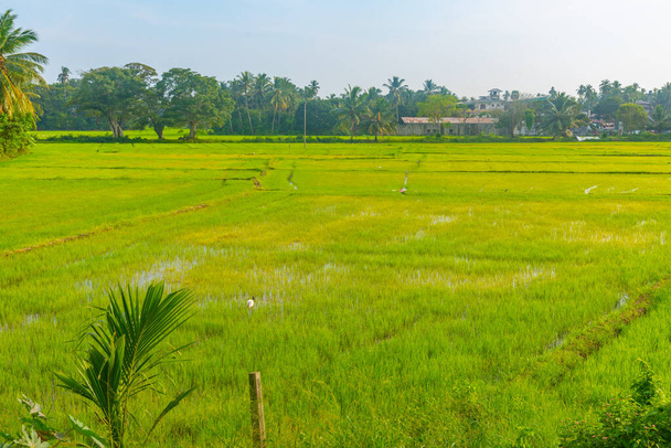 rice fields at Tissamaharama, Sri Lanka during a sunny day. - Zdjęcie, obraz