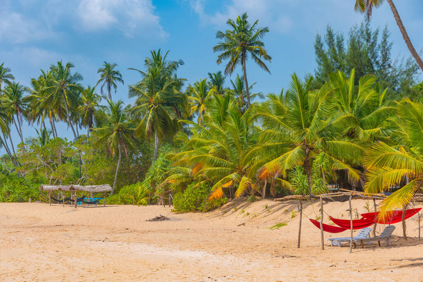 Sunbeds at Marakolliya beach, Sri Lanka. - 写真・画像