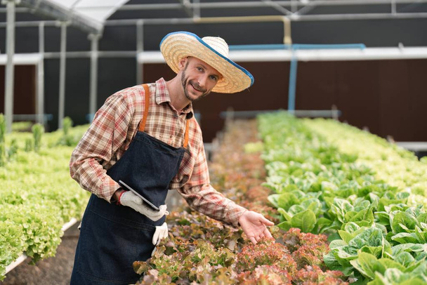 Фермер собирает овощи с гидропоники. Органические свежие овощи, Фермер работает с гидропонными овощами огород в теплице. - Фото, изображение