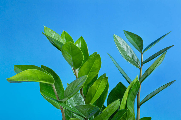 Πράσινα κλαδιά του Zamioculcas, ή zamiifolia zz φυτό γκρο πλαν σε μπλε φόντο, κηπουρική στο σπίτι και σύνδεση με την έννοια της φύσης - Φωτογραφία, εικόνα