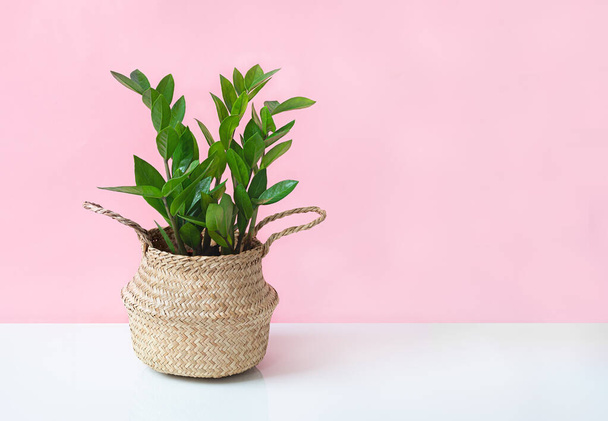 Zamioculcas, o zamiifolia zz planta en una maceta de mimbre en una mesa blanca cerca de la pared rosa, jardinería casera y el concepto de decoración del hogar mínimo - Foto, imagen