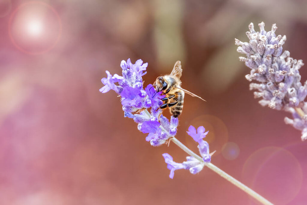 Un'ape mellifera raccoglie polline e nettare da un fiore di lavanda. Sfondo morbido con bagliore solare e spazio per il testo.  - Foto, immagini