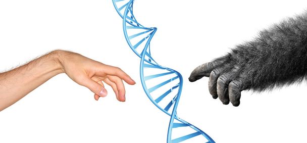 Genetyczne wspólnych przodków koncepcja ewolucji naczelnych - Zdjęcie, obraz
