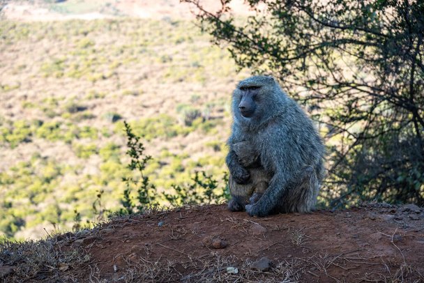 Madre babuino con el bebé sentado en la naturaleza, en Kenia África - Foto, Imagen