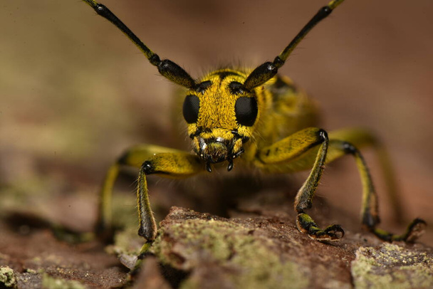 Besouro Saperda scalaris, espécie de escaravelho da família Cerambycidae. - Foto, Imagem