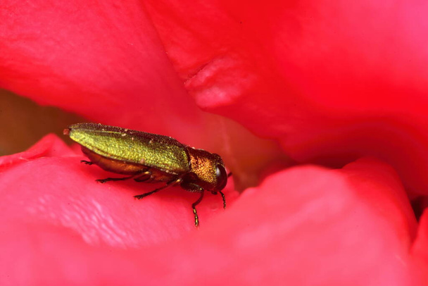 scarabée charançon Anthaxia nitidula sur une rose - Photo, image