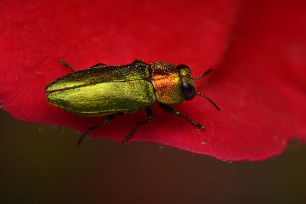 scarabeo gioiello Anthaxia nitidula su una rosa - Foto, immagini