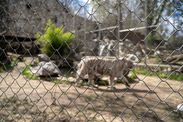 Blurred tiger behind the fence at Belgrade Zoo. - Photo, Image