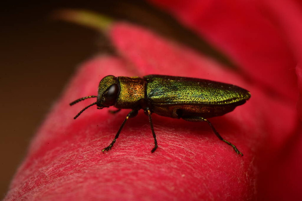 joya escarabajo Anthaxia nitidula en una rosa - Foto, imagen