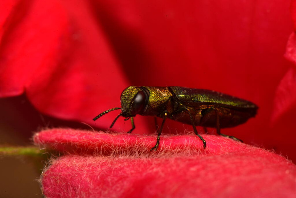 joya escarabajo Anthaxia nitidula en una rosa - Foto, imagen