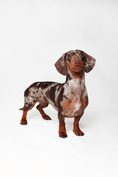 Marble dachshund girl, very funny. Portrait of a dog. White background - Photo, Image
