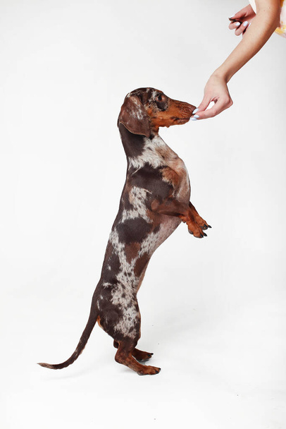 Marble dachshund girl. The dog is barking and having fun. Eats goodies. White background - Photo, Image
