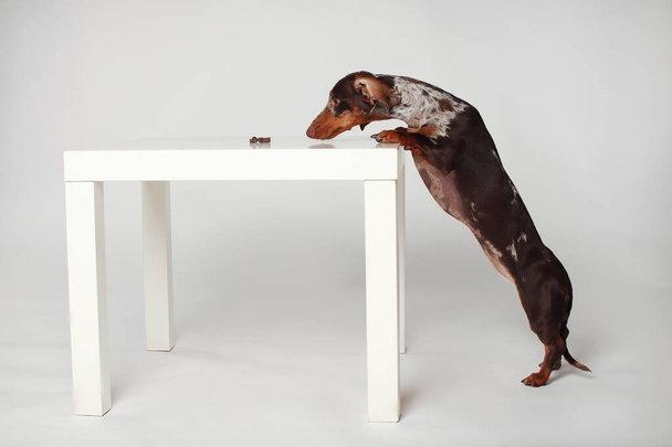 Marble dachshund girl, Trying to take food from the table. White background - Photo, Image