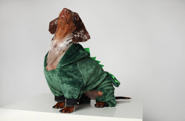 Marble dachshund girl. In a green dragon suit. White background - Photo, Image