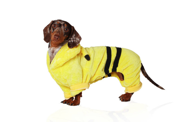 Marble dachshund girl, very funny. In a yellow suit. White background - Photo, Image