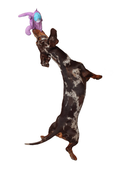 Marble dachshund girl. The dog is barking and having fun. Eats goodies. White background - Photo, Image