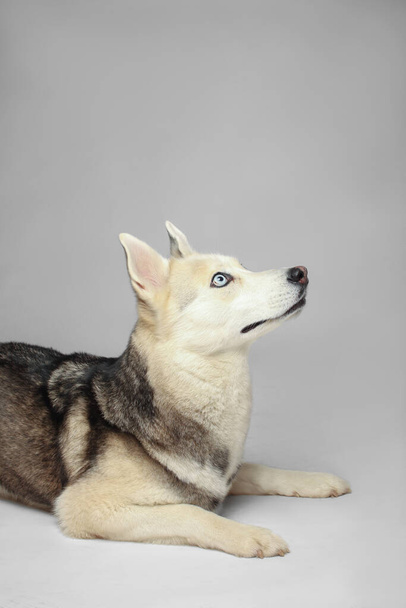 Portret van een grijs meisje Siberische husky kijkend naar u op een witte achtergrond - Foto, afbeelding