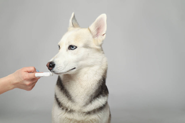 Gray Siberian husky girl. They brush their teeth. Grooming. Funny face - Foto, Imagen
