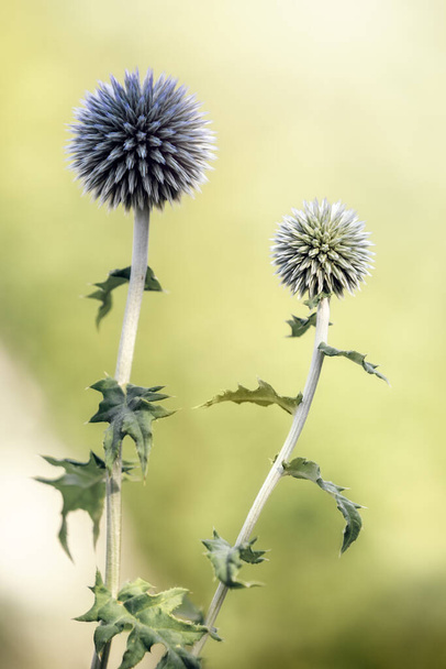 Close-up image of the summmer flowering blue spikey flowers of Sea Holly also known as Eryngium - Photo, Image