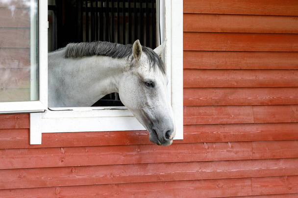 白い馬の赤い納屋の窓の外を見る。水平写真、テキストのための無料スペースがあります. - 写真・画像