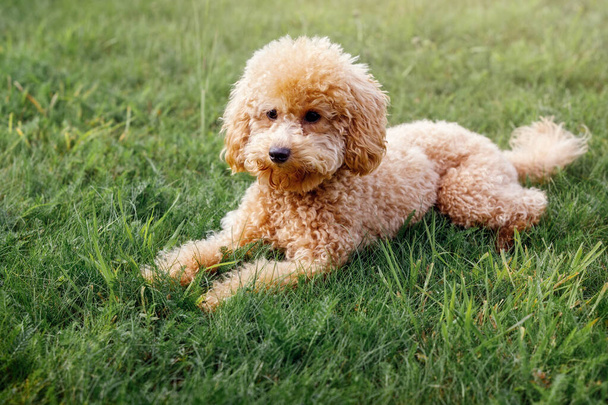 Mini Toy Poodle com pele marrom dourada em um fundo de grama verde. - Foto, Imagem