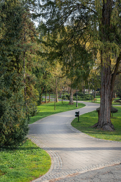 sendero en el parque, con altos árboles de hoja perenne, Europa, croacia - Foto, imagen