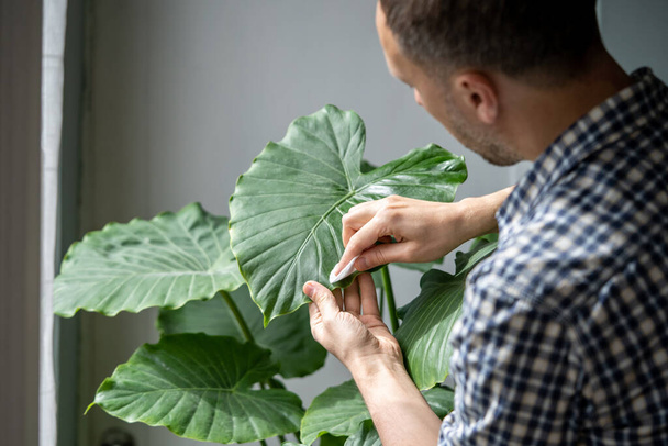 Az ember keze port töröl az Alocasia leveleiről, nedves pamut párnával gondoskodik a szobanövényről, hidratál a fűtési időszakban, szelektív fókusz, közelkép. Por a lakásban,  - Fotó, kép