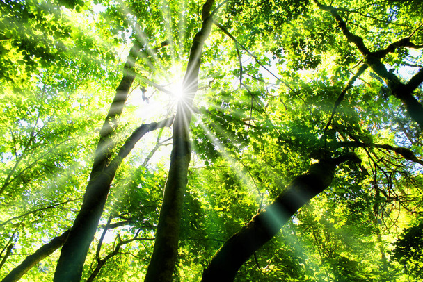 Sun shines through deciduous forest - Photo, image