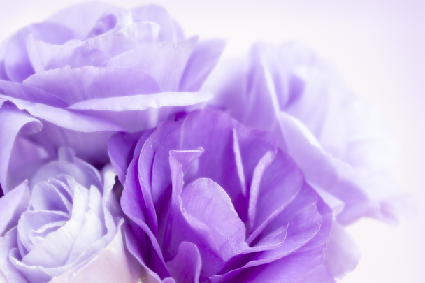 Fondo de flores Lisianthus púrpura
 - Foto, imagen