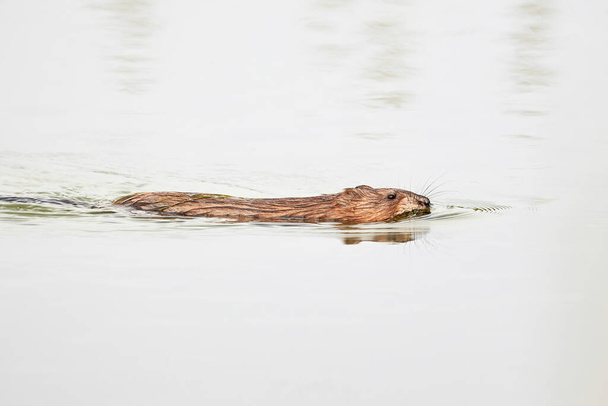 Muskrat rodent swimming (Ondatra zibethicus) - Photo, Image