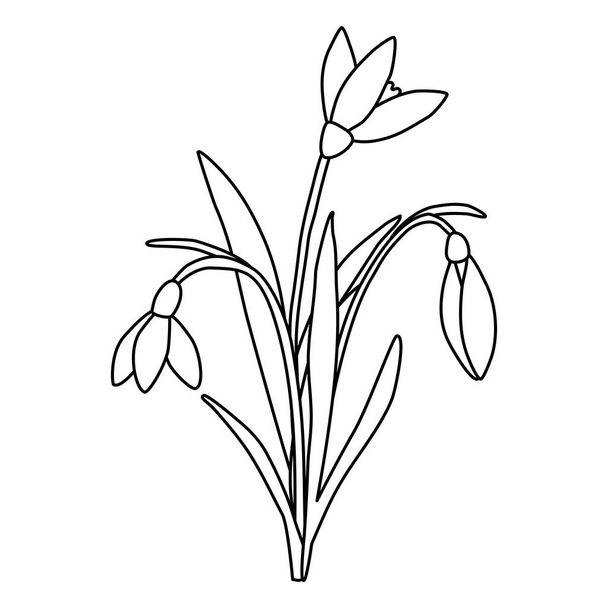 Bouquet of snowdrops spring flowers, doodle style flat vector outline illustration for kids coloring book - Vektor, obrázek