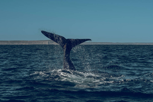 Cola de ballena franca de Sohutern, especie en peligro de extinción, Patagonia, Argentina - Foto, Imagen