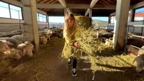 Το κοριτσάκι περπατά στη φάρμα με μια μεγάλη αγκαλιά άχυρο και το δίνει στα πρόβατα. Υψηλής ποιότητας 4k πλάνα - Πλάνα, βίντεο