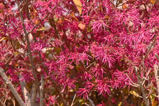 Fleurs d'hamamélis à feuilles persistantes (Loropetalum chinese). Hamamelidaceae arbre sempervirent. Les fleurs rouges en forme de ruban fleurissent de mars à mai. Utilisé pour les haies, etc.. - Photo, image