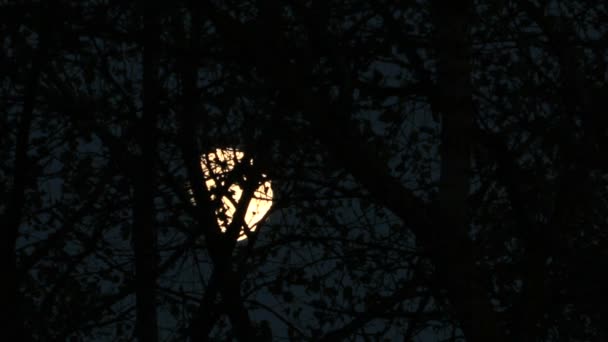 View of moon at night through branches of trees - Footage, Video