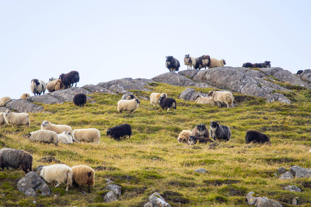 Icelandic Sheep Graze in the Mountain Meadow, Group of Domestic Animal in Pure and Clear Nature. Beautiful Icelandic Highlands. Ecologically Clean Lamb Meat and Wool Production. Scenic Area. - Photo, image
