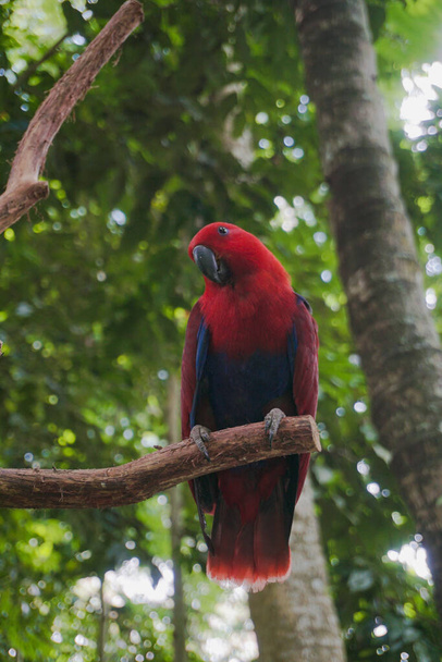 Vários tipos de aves podem ser encontrados no Parque de Vida Selvagem Lombok - Foto, Imagem