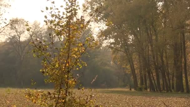 Rüzgarlı bir gün sonbahar sarı ormanda. Dostum orman manzara - Video, Çekim