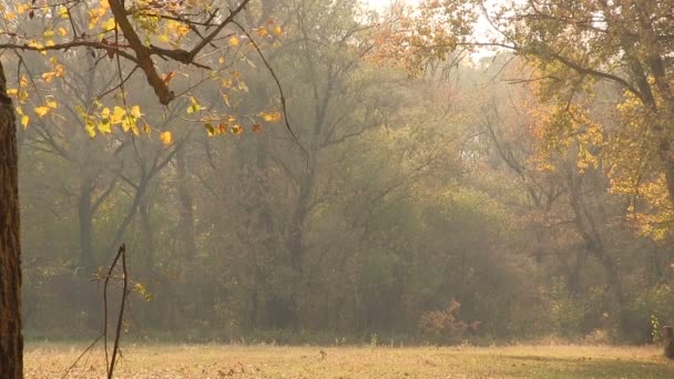 Bois jaune d'automne. Paysage forestier PAL
 - Séquence, vidéo