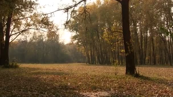 Sonbahar ağaç cazibesi. odak değiştir. Dostum orman manzara - Video, Çekim