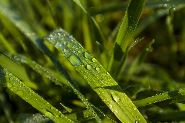 Water drops on the green grass (Shallow Dof) - Photo, Image