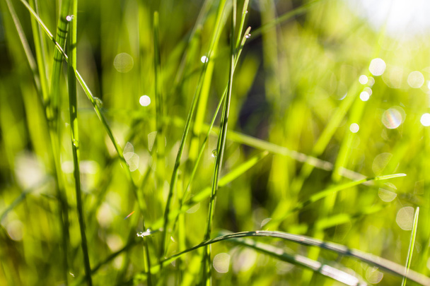 Water drops on the green grass (Shallow Dof) - Photo, Image