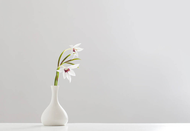 Gladiolus Muriel or acidanthera in white vase on white background - Фото, изображение