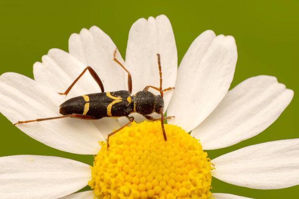 Close up belo inseto no jardim - Foto, Imagem