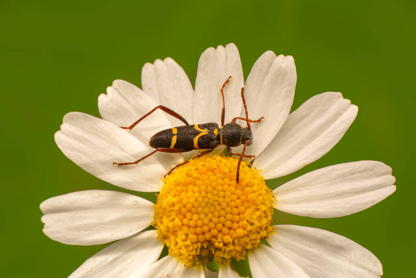 Cerca de hermoso insecto en el jardín - Foto, imagen