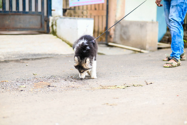 Husky kutya az utcán. Husky Puppy sétál az utcán. Kedves kutya. Kisállat. Kutya sétál a város utcáin. kedvtelésből tartott állatok városi környezetben - Fotó, kép