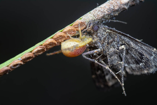 Krabí pavouk chytil hnědou můru na jídlo. - Fotografie, Obrázek